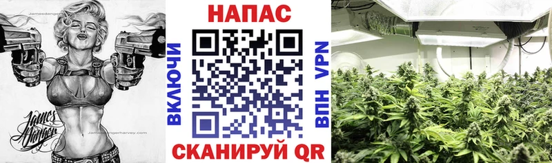 Каннабис семена  блэк спрут как войти  Вышний Волочёк  даркнет официальный сайт  что такое наркотик 